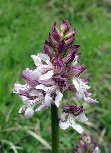 Orchis purpurea (Orchidaceae)  - Orchis pourpre, Grivollée, Orchis casque, Orchis brun - Lady Orchid Pas-de-Calais [France] 14/05/2006 - 60m