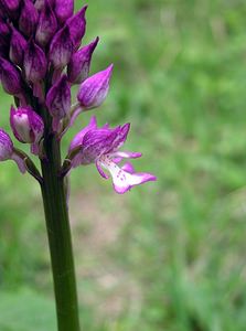 Orchis x hybrida (Orchidaceae)  - Orchis hybrideOrchis militaris x Orchis purpurea. Pas-de-Calais [France] 14/05/2006 - 60m