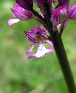 Orchis x hybrida (Orchidaceae)  - Orchis hybrideOrchis militaris x Orchis purpurea. Pas-de-Calais [France] 14/05/2006 - 60m