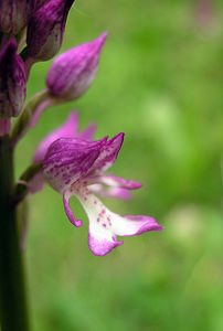 Orchis x hybrida (Orchidaceae)  - Orchis hybrideOrchis militaris x Orchis purpurea. Pas-de-Calais [France] 14/05/2006 - 60m