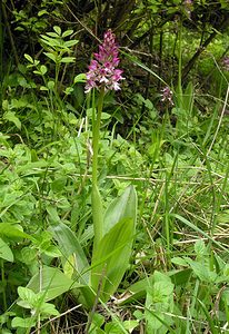 Orchis x hybrida (Orchidaceae)  - Orchis hybrideOrchis militaris x Orchis purpurea. Pas-de-Calais [France] 14/05/2006 - 60m