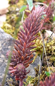 Petrosedum rupestre (Crassulaceae)  - Orpin réfléchi, Orpin des rochers - Reflexed Stonecrop Philippeville [Belgique] 06/05/2006 - 200m
