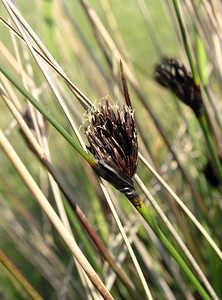 Bolboschoenus maritimus (Cyperaceae)  - Bolbochoin maritime, Scirpe maritime, Rouche - Sea Club-rush Nord [France] 17/06/2006 - 10m