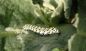 Cucullia verbasci (Noctuidae)  - Brèche - Mullein [moth] Pas-de-Calais [France] 03/06/2006 - 10m