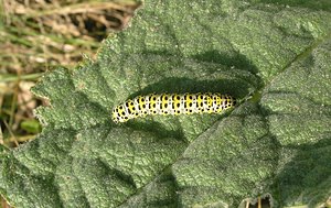 Cucullia verbasci (Noctuidae)  - Brèche - Mullein [moth] Pas-de-Calais [France] 03/06/2006 - 10m