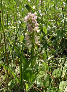 Dactylorhiza incarnata (Orchidaceae)  - Dactylorhize incarnat, Orchis incarnat, Orchis couleur de chair - Early Marsh-orchid Nord [France] 17/06/2006 - 10m