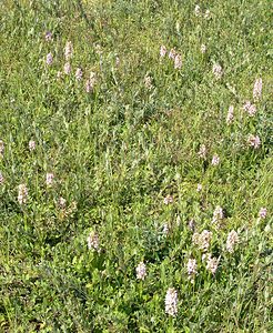 Dactylorhiza incarnata (Orchidaceae)  - Dactylorhize incarnat, Orchis incarnat, Orchis couleur de chair - Early Marsh-orchid Nord [France] 17/06/2006 - 10m