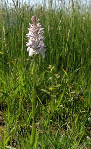 Dactylorhiza maculata (Orchidaceae)  - Dactylorhize maculé, Orchis tacheté, Orchis maculé - Heath Spotted-orchid Ardennes [France] 13/06/2006 - 350m