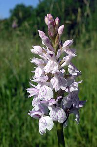 Dactylorhiza maculata (Orchidaceae)  - Dactylorhize maculé, Orchis tacheté, Orchis maculé - Heath Spotted-orchid Ardennes [France] 13/06/2006 - 350m