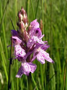 Dactylorhiza maculata (Orchidaceae)  - Dactylorhize maculé, Orchis tacheté, Orchis maculé - Heath Spotted-orchid Ardennes [France] 13/06/2006 - 350m