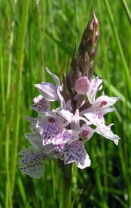 Dactylorhiza maculata (Orchidaceae)  - Dactylorhize maculé, Orchis tacheté, Orchis maculé - Heath Spotted-orchid Ardennes [France] 13/06/2006 - 350m