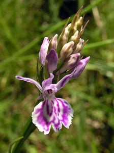 Dactylorhiza maculata (Orchidaceae)  - Dactylorhize maculé, Orchis tacheté, Orchis maculé - Heath Spotted-orchid Ardennes [France] 13/06/2006 - 350m