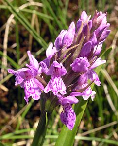 Dactylorhiza maculata (Orchidaceae)  - Dactylorhize maculé, Orchis tacheté, Orchis maculé - Heath Spotted-orchid Ardennes [France] 13/06/2006 - 320m