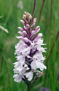 Dactylorhiza maculata (Orchidaceae)  - Dactylorhize maculé, Orchis tacheté, Orchis maculé - Heath Spotted-orchid Ardennes [France] 25/06/2006 - 320m