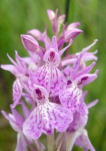 Dactylorhiza maculata (Orchidaceae)  - Dactylorhize maculé, Orchis tacheté, Orchis maculé - Heath Spotted-orchid Ardennes [France] 25/06/2006 - 320m