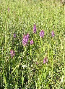 Dactylorhiza praetermissa (Orchidaceae)  - Dactylorhize négligé, Orchis négligé, Orchis oublié - Southern Marsh-orchid Nord [France] 17/06/2006 - 10m