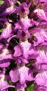 Dactylorhiza praetermissa (Orchidaceae)  - Dactylorhize négligé, Orchis négligé, Orchis oublié - Southern Marsh-orchid Nord [France] 17/06/2006 - 10m