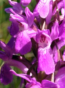 Dactylorhiza sphagnicola (Orchidaceae)  - Dactylorhize des sphaignes, Orchis des sphaignes Ardennes [France] 13/06/2006 - 350m