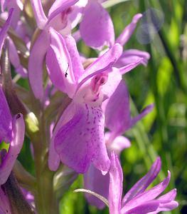 Dactylorhiza sphagnicola (Orchidaceae)  - Dactylorhize des sphaignes, Orchis des sphaignes Ardennes [France] 13/06/2006 - 350m