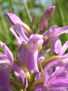 Dactylorhiza sphagnicola (Orchidaceae)  - Dactylorhize des sphaignes, Orchis des sphaignes Ardennes [France] 13/06/2006 - 350m