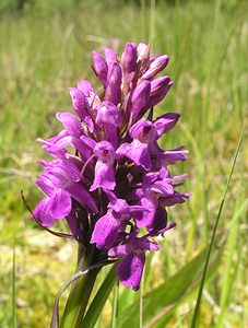 Dactylorhiza sphagnicola (Orchidaceae)  - Dactylorhize des sphaignes, Orchis des sphaignes Ardennes [France] 13/06/2006 - 320m