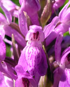 Dactylorhiza sphagnicola (Orchidaceae)  - Dactylorhize des sphaignes, Orchis des sphaignes Ardennes [France] 13/06/2006 - 320m