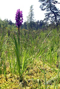 Dactylorhiza sphagnicola (Orchidaceae)  - Dactylorhize des sphaignes, Orchis des sphaignes Ardennes [France] 13/06/2006 - 320m