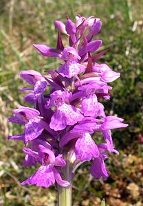 Dactylorhiza sphagnicola (Orchidaceae)  - Dactylorhize des sphaignes, Orchis des sphaignes Ardennes [France] 13/06/2006 - 460m