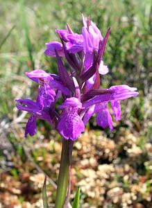 Dactylorhiza sphagnicola (Orchidaceae)  - Dactylorhize des sphaignes, Orchis des sphaignes Ardennes [France] 13/06/2006 - 460m