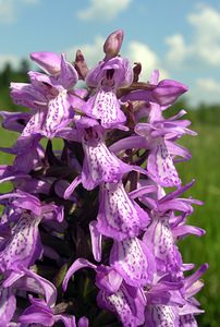 Dactylorhiza sphagnicola (Orchidaceae)  - Dactylorhize des sphaignes, Orchis des sphaignes Ardennes [France] 13/06/2006 - 460m