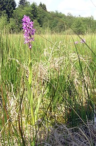 Dactylorhiza sphagnicola (Orchidaceae)  - Dactylorhize des sphaignes, Orchis des sphaignes Ardennes [France] 13/06/2006 - 460m