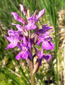 Dactylorhiza sphagnicola (Orchidaceae)  - Dactylorhize des sphaignes, Orchis des sphaignes Ardennes [France] 13/06/2006 - 460m