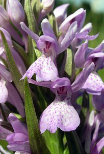 Dactylorhiza sphagnicola (Orchidaceae)  - Dactylorhize des sphaignes, Orchis des sphaignes Ardennes [France] 13/06/2006 - 460m