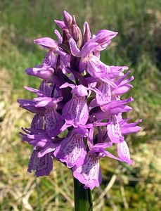 Dactylorhiza sphagnicola (Orchidaceae)  - Dactylorhize des sphaignes, Orchis des sphaignes Ardennes [France] 13/06/2006 - 460m