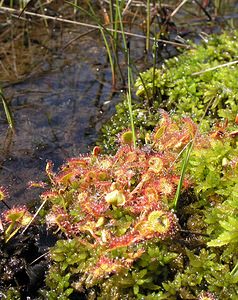 Drosera rotundifolia (Droseraceae)  - Rossolis à feuilles rondes, Droséra à feuilles rondes - Round-leaved Sundew Ardennes [France] 13/06/2006 - 350m