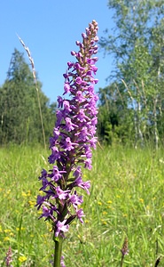 Gymnadenia conopsea (Orchidaceae)  - Gymnadénie moucheron, Orchis moucheron, Orchis moustique - Fragrant Orchid Aisne [France] 11/06/2006 - 120m