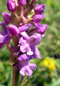 Gymnadenia conopsea (Orchidaceae)  - Gymnadénie moucheron, Orchis moucheron, Orchis moustique - Fragrant Orchid Pas-de-Calais [France] 03/06/2006 - 60m