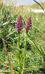 Gymnadenia conopsea (Orchidaceae)  - Gymnadénie moucheron, Orchis moucheron, Orchis moustique - Fragrant Orchid Pas-de-Calais [France] 03/06/2006 - 60m