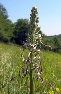 Himantoglossum hircinum (Orchidaceae)  - Himantoglosse bouc, Orchis bouc, Himantoglosse à odeur de bouc - Lizard Orchid Aisne [France] 11/06/2006 - 120m