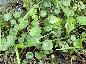 Hydrocotyle vulgaris (Araliaceae)  - Hydrocotyle commune, Écuelle d'eau, Herbe aux patagons - Marsh Pennywort Ardennes [France] 25/06/2006 - 260m