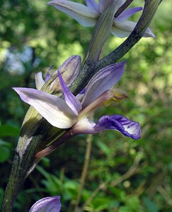 Limodorum abortivum (Orchidaceae)  - Limodore avorté, Limodore sans feuille, Limodore à feuilles avortées Aisne [France] 11/06/2006 - 110m