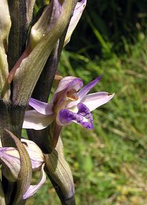 Limodorum abortivum (Orchidaceae)  - Limodore avorté, Limodore sans feuille, Limodore à feuilles avortées Aisne [France] 11/06/2006 - 100m