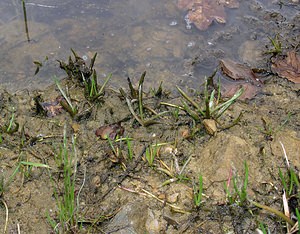 Littorella uniflora (Plantaginaceae)  - Littorelle à une fleur, Littorelle des étangs, Littorelle des lacs - Shoreweed Ardennes [France] 25/06/2006 - 260m