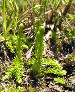 Lycopodiella inundata (Lycopodiaceae)  - Lycopode des tourbières, Lycopode inondé - Marsh Clubmoss Ardennes [France] 13/06/2006 - 320m