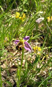 Ophrys apifera (Orchidaceae)  - Ophrys abeille - Bee Orchid Aisne [France] 11/06/2006 - 110m