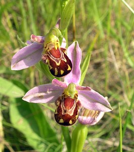 Ophrys apifera (Orchidaceae)  - Ophrys abeille - Bee Orchid Nord [France] 17/06/2006