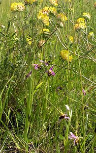 Ophrys apifera (Orchidaceae)  - Ophrys abeille - Bee Orchid Nord [France] 17/06/2006