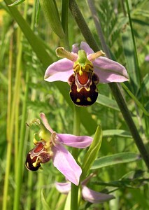 Ophrys apifera (Orchidaceae)  - Ophrys abeille - Bee Orchid Nord [France] 17/06/2006