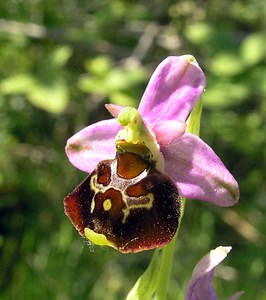 Ophrys fuciflora (Orchidaceae)  - Ophrys bourdon, Ophrys frelon - Late Spider-orchid Aisne [France] 11/06/2006 - 120m