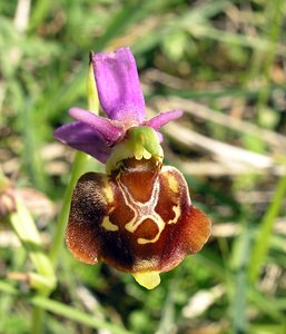 Ophrys fuciflora (Orchidaceae)  - Ophrys bourdon, Ophrys frelon - Late Spider-orchid Aisne [France] 11/06/2006 - 130m
